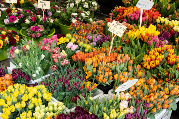 Münstermarkt: Marktprodukt Blumen und Pflanzen - Copyright FWTM-Joos