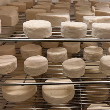 Münstermarkt: Der Ringlihof produziert seinen Käse selbst. Copyright: FWTM Schneider