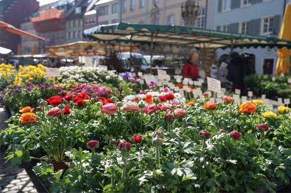 Münstermarkt: Blick auf Blumenstand auf dem Markt - Copyright: FWTM-Joos